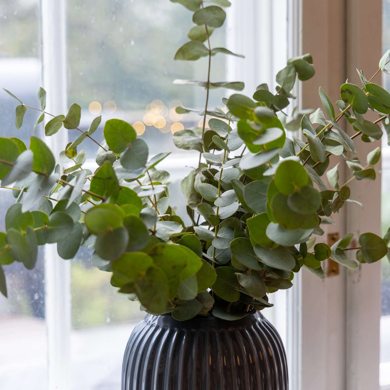 Eucalyptus 'Baby Blue Bouquet' (graines)